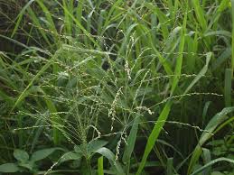 Image result for Panicum maximum