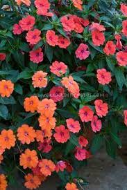 We did not find results for: 26 Deer Resistant Annuals Ideas Planting Flowers Flower Garden Beautiful Flowers