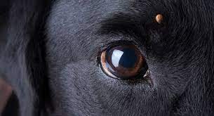 5 Tick Borne Diseases In Dogs That Can Kill Your Dog Fatherly