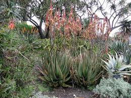 Image result for Aloe lutescens