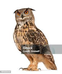 Image result for Bubo