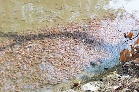 Bronok naik ke 'darat' resahkan penduduk