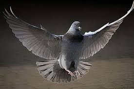 Pigeon Dove Pictures Pigeon Breeds Pigeon