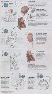 Which four body systems interact to allow a person to sneeze? Which Four Body Systems Interact To Allow A Person To Sneeze How Decongestants Work And Their Possible Side Effects What Information Is Conveyed By The Ssid That Is Configured On