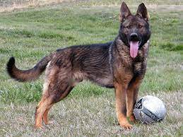 We did not find results for: Show Me Your Sables Page 2 Sable German Shepherd German Shepherd Dogs Doberman Pinscher Puppy