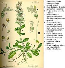 Con estratto di ajuga reptans. Ajuga Reptans Wikipedia