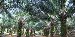 Saya jadi tidak bisa menafkahi keluarga. Penyakit Kelapa Sawit Elaeis Guineensis Fastgrow Fertilizer