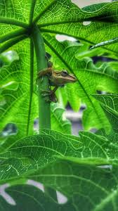 380 hu tao hd wallpapers and background images. Hd Daun Hijau Wallpapers Peakpx