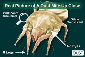 Image result for Dust mite