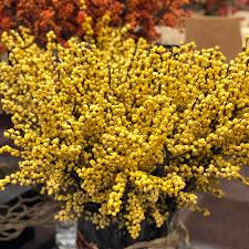 Image result for Xyris rubella