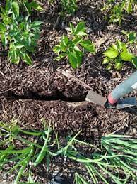 See the home made food waste composter (pdf). Can I Bury Kitchen Scraps In My Garden Easy Composting Do Not Disturb Gardening