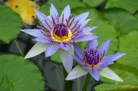 Image result for Nymphaea lotus