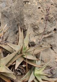 Image result for Aloe komatiensis