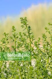 Image result for Salsola kali