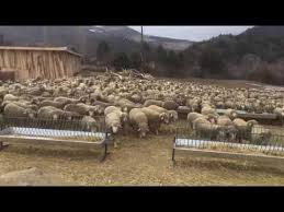 Merinos Koyunu Alman Merinosu Youtube Koylar Hayvanlar Kabana