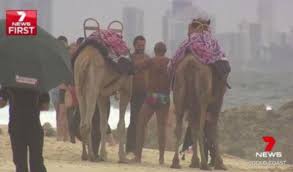 Handler Cut By Camel S Hoof On Gold Coast Movie Set For Aquaman The West Australian