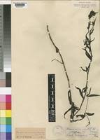 Image result for Conostomium natalense