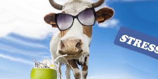 Treinta años de investigación sobre el bienestar animal