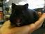 Cute Teddy Bear Hamster