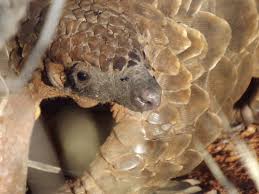 Lifespan, distribution and habitat map, lifestyle and social behavior, mating habits, diet and nutrition, population size and status. Widespread Evidence Of Ongoing Illegal Pangolin Trade In China Wwf