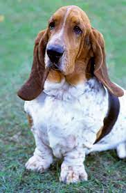 Basset Hound Breed Information