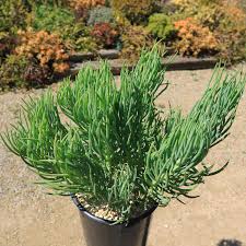 Image result for Senecio viminalis