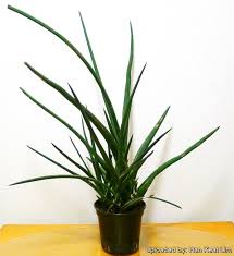 Image result for Senecio pleistocephalus