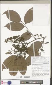 Image result for Dialium angolense