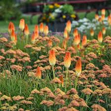 Image result for Kniphofia grantii