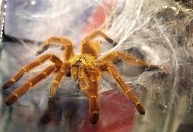 The ceratogyrus darlingi or rear horned baboon is an amazing little spider that gets its common name from a black horn that grows from its carapace. Harpactirinae Wikipedia
