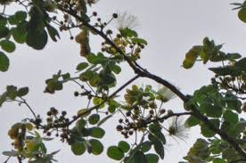 Image result for Mimosa mossambicensis