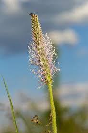 Image result for Plantaginaceae