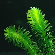 Image result for Elodea