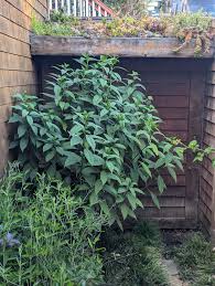 Image result for Hyparrhenia dichroa