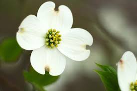 State Flowers Photo Gallery Dogwood Trees When To Plant Tulips Dogwood