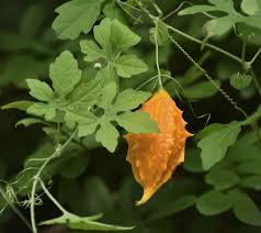 Image result for Momordica charantia