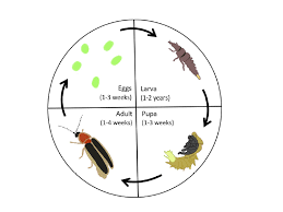 An Introduction to Fireflies | Oklahoma State University