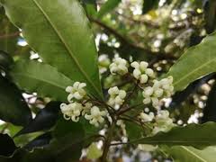 Image result for Pittosporaceae