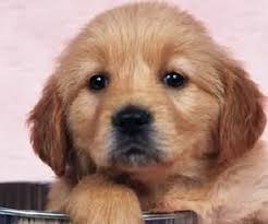 愛狗別寵狗糾正狗挑食問題 寵物百科 pets animals dogs