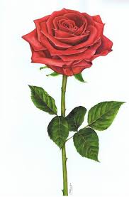 Download 1,884 single stem rose vector stock illustrations, vectors & clipart for free or amazingly low rates! Single Rose 4 Painting By Nicola Mountney Saatchi Art