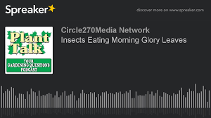 I ask because some ipomoea have edible leaves, some have toxic leaves, some have leaves you can eat a few of. Insects Eating Morning Glory Leaves Youtube
