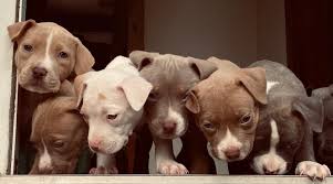 Pitbulls with blue noses looks undeniably beautiful, and the puppies are even more adorable. Blue Nose Pitbull Breed Information Facts Puppy Costs More