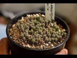 When following our advice in our diy videos, make sure you use all equipment, including ppe, safely by following the manufacturer's instructions. How To Grow Cacti From Seed With Update Video Tips In Hindi Urdu Youtube