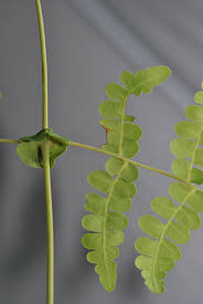 Image result for Histiopteris