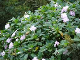 Image result for Impatiens irvingii
