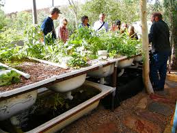 We haven't had much rain at all since july and it's a real pleasure to visit the aquaponics garden. Diy Everything You Need To Know To Build A Simple Backyard Aquaponics System