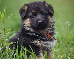 With german shepherd puppies, however, their guard dog instincts haven't kicked in yet. German Shepherd Puppies Maine Pets Lovers