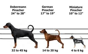 Download or print for children, 100 images. Are Miniature Pinschers Related To Dobermans Quora