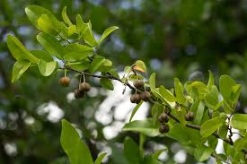 Image result for Margaritaria