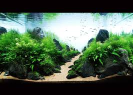 Black Natural Stone Aquascape Landscape Ideas With Sand Plus Green Plants Brilliant Aquascape Designs Projects For Outdoor Rooms Interio Tanaman Ekosistem Seni